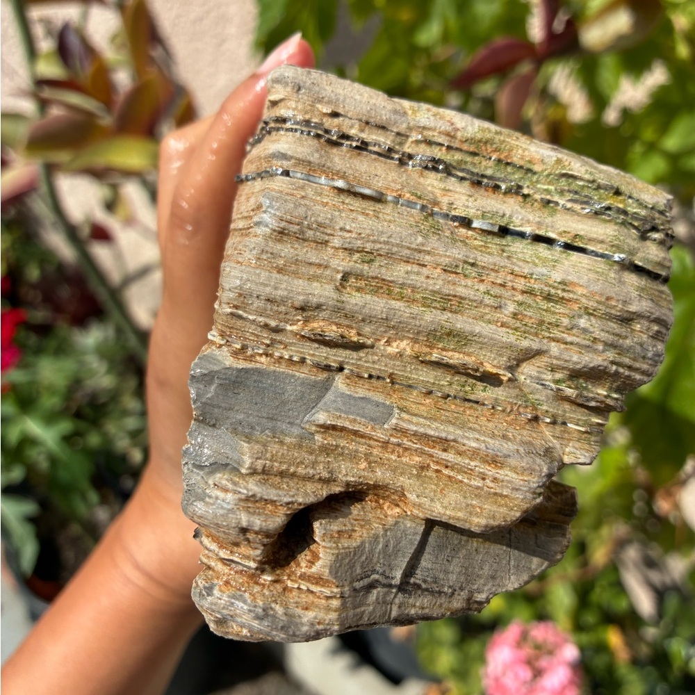 Large Rare Petrified Wood W Agate Veins Specimen Rough 4.4 Lbs - Picture 3 of 16